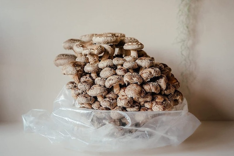 Shiitake Mushroom Growing Kit 2