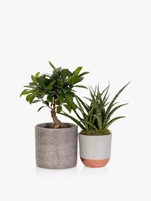 Zen Bonsai Set 1