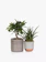 The Little Botanical Zen Bonsai Set 1