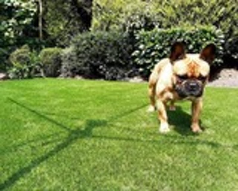Galileo 30 mm Artificial Grass 2