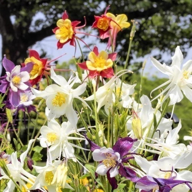 Aquilegia - McKanas Giant Mixed 1