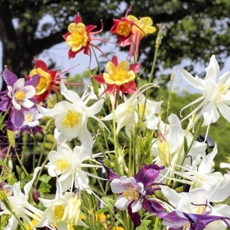 Aquilegia - McKanas Giant Mixed 1