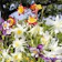 Groseeds Aquilegia - McKanas Giant Mixed 1