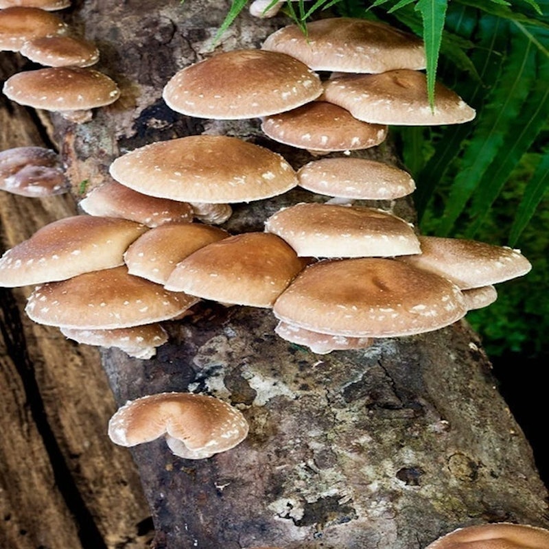 Shiitake Plugs 5