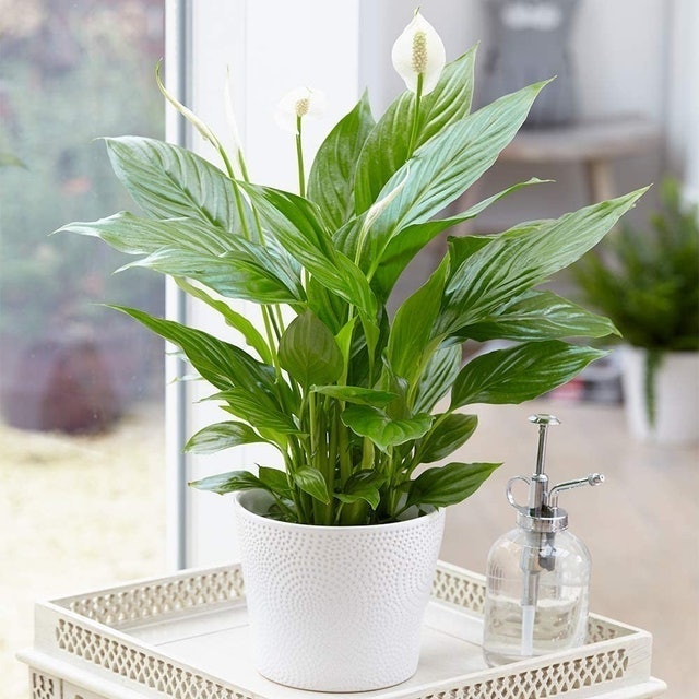 Peace Lily 1