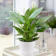 The GardenersDream Store Peace Lily 1