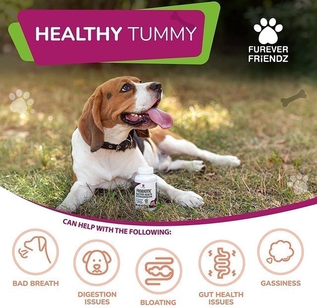 Canine Probiotics & Prebiotics for Digestive Health  3