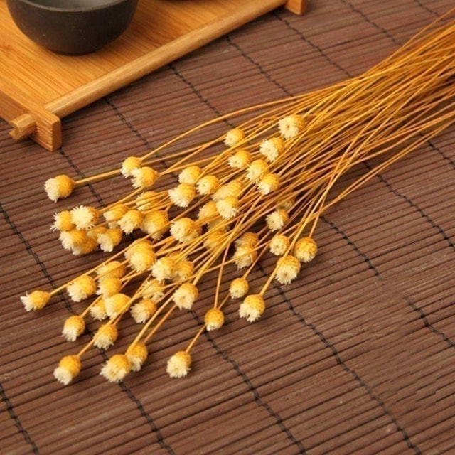 10 Best Dried Flowers and Grasses UK 2024 2