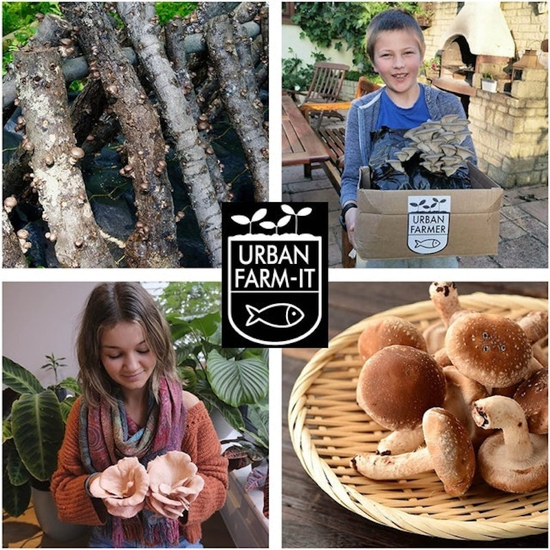 Shiitake Mushroom Log Growing Kit 6