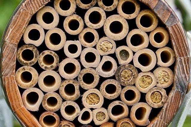 Barrel for Solitary Bees 3