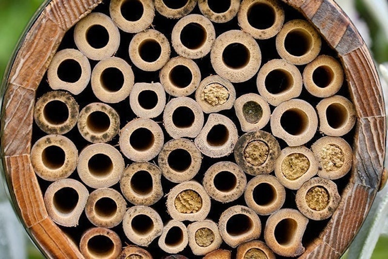 Barrel for Solitary Bees 3
