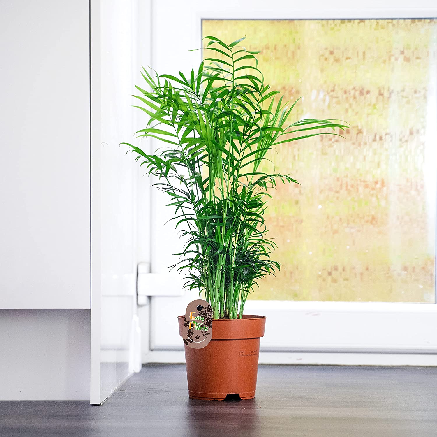 10 Best Dog Safe Plants UK 2024 3