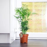 10 Best Dog Safe Plants UK 2024 3