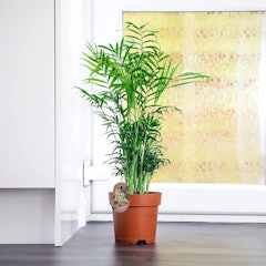 Parlor Palm Elegans