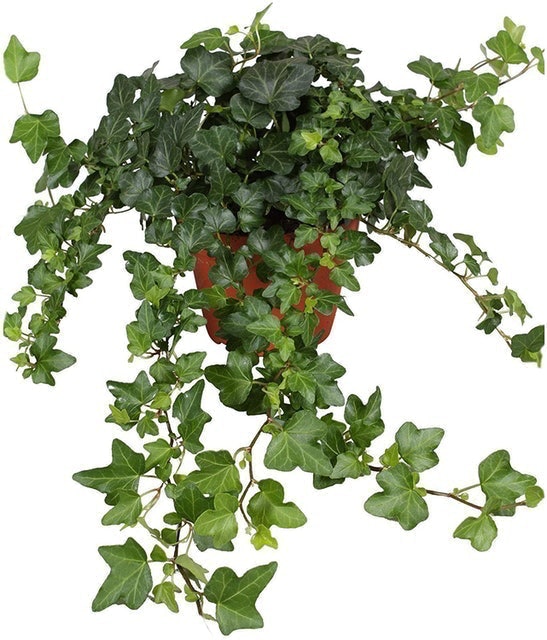 10 Best Air Purifying House Plants UK 2024 | Interior Designer Reviewed 4