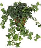 10 Best Air Purifying House Plants UK 2024 | Interior Designer Reviewed 4