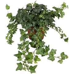 Ivy Climbing Plant