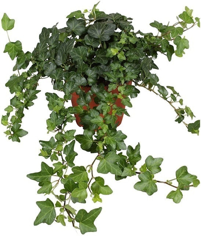 Ivy Climbing Plant 1
