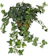 The Bakker Store Ivy Climbing Plant 1