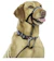 The Company of Animals Halti Head Collar 1