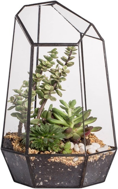 10 Best Terrarium Containers UK 2024 2