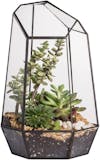 10 Best Terrarium Containers UK 2024 2