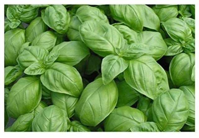 10 Best Dog Safe Plants UK 2024 1
