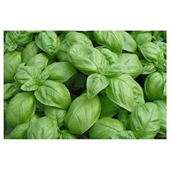 Herb Basil Genovese Finest Seed