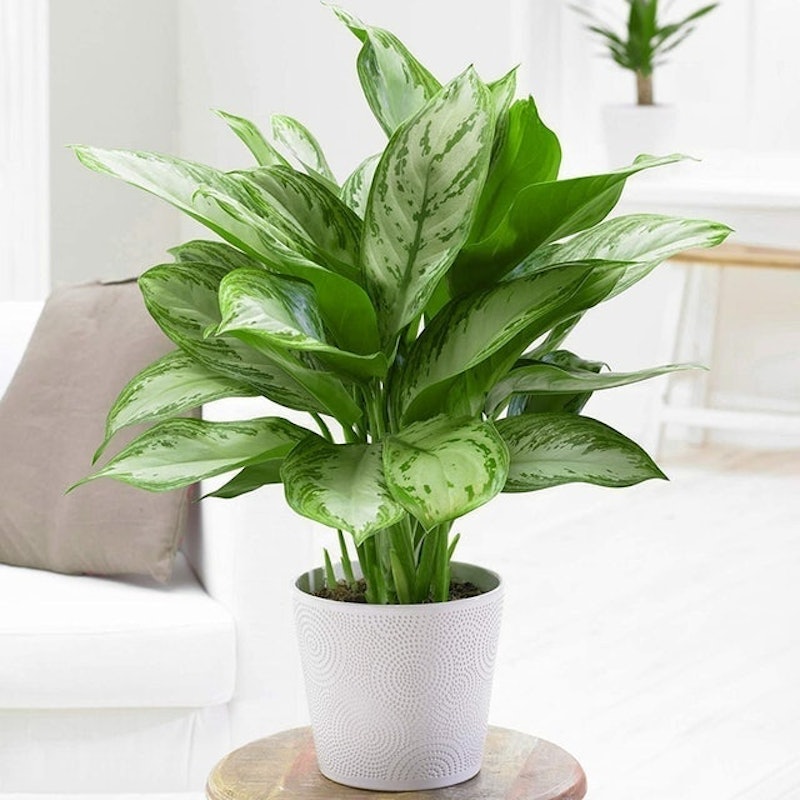 Chinese Evergreen 1