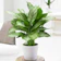 The GardenersDream Store Chinese Evergreen 1