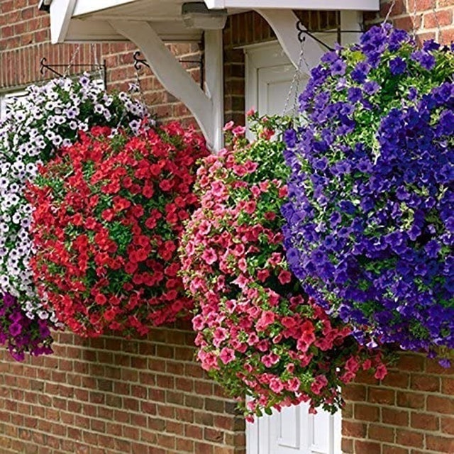 Hanging Baskets 2