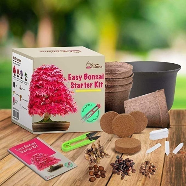 Easy Bonsai Starter Kit 2