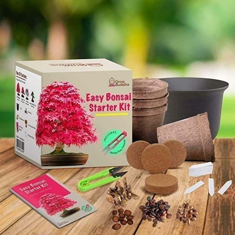 Easy Bonsai Starter Kit 2