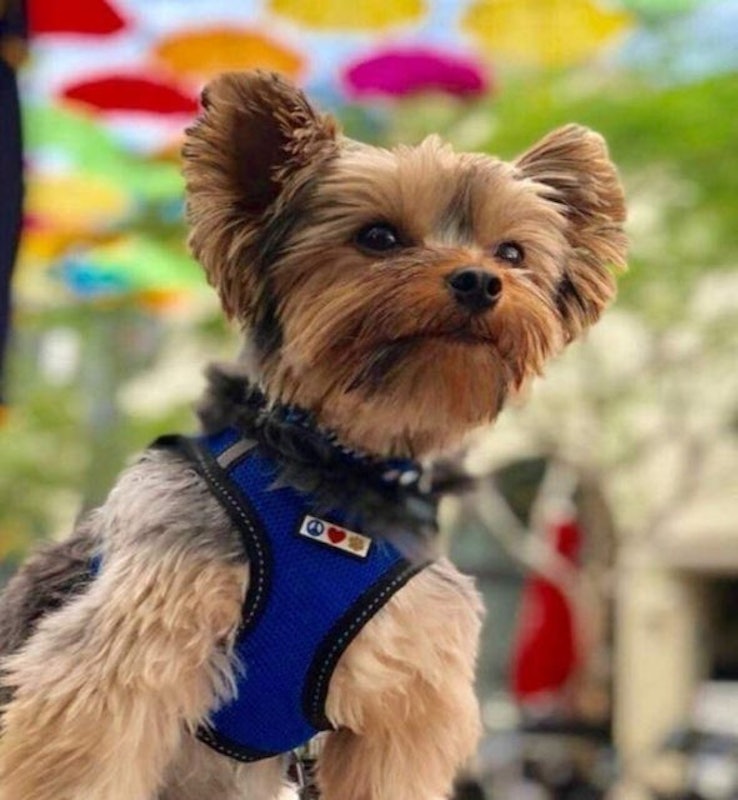 Reflective Mesh Dog Harness 2