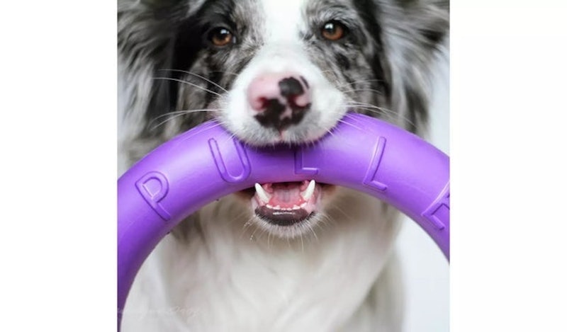 Dog Fitness Tool 2