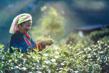 Seek Out Organic Teas for a More Conscious and Potentially Healthier Infusion