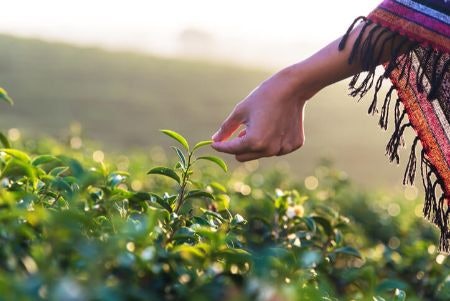 Opt for Organic Green Teas Rich in Antioxidants For a More Complex Yet Refined Flavour Experience