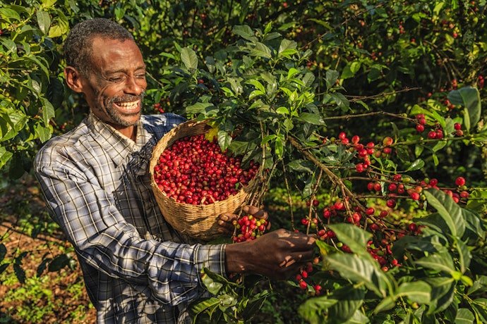 When Choosing Your Coffee, Consider Your Preferred Flavour Profiles by Looking at Region and Processing Method
