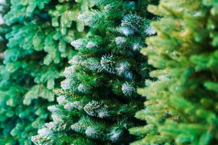 To Avoid Your Tree Looking Sparse, Pick One With 500 - 2000 Tips, or 200 - 500 Tips for Trees Under 4ft