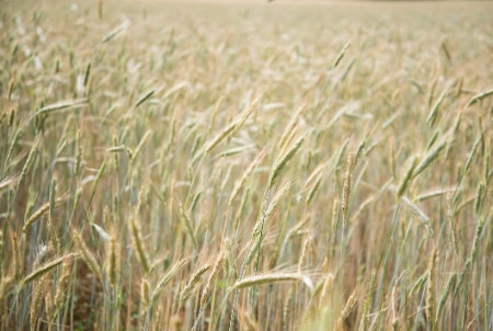 Find Gluten-Free and Vegan Options to Accommodate for Everyone