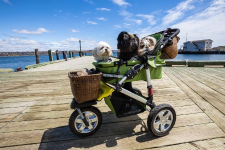 Select Four Wheels for Better Stability, but Three Wheels Can Navigate Tough Terrains