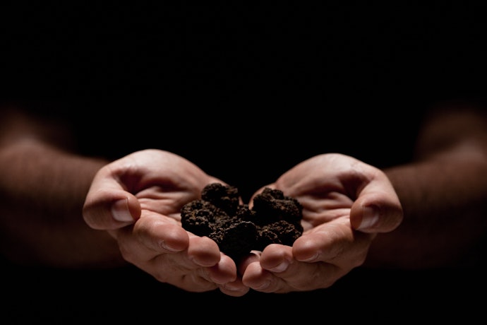 Learn About Each Truffle Variety and Their Respective Flavours Before Settling on a Particular Brand