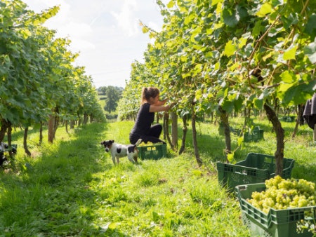 Select the English Wine Region Based On Climate and Soil Type