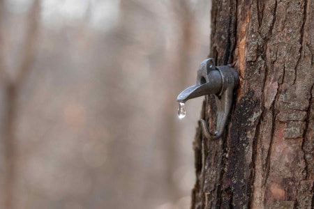 If Organic Matters to You Then You're in Capable Maple Producing Hands