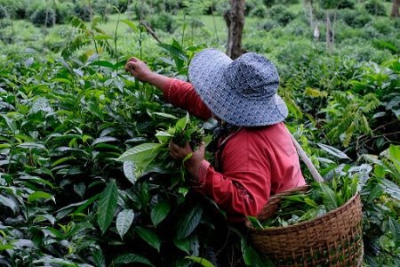 Check the Brand's Ethical and Eco-Friendly Credentials for a Cuppa That Aligns With Your Beliefs