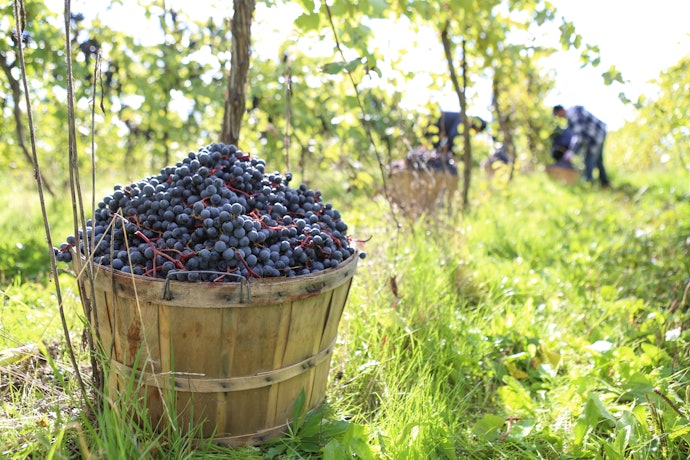 Opt for an Organic Wine for a Conscious Drop