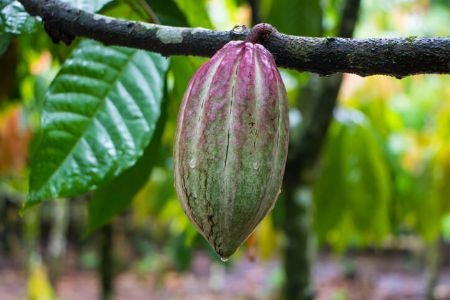 Why Not Try a Fairtrade, Rainforest Alliance Certified, or Locally Produced Confection?