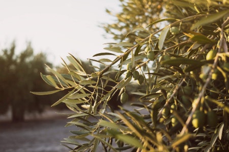 Choose a Base Based on Aroma, Texture and Health Benefits