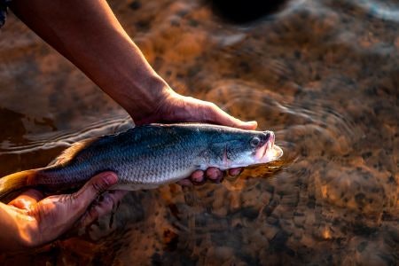 Opt For Pole-And-Line Caught Tuna for a More Sustainable Can