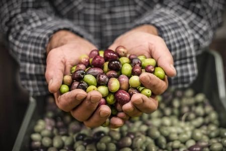 Buy Oils From Either This Year's Harvest or an Early Harvest